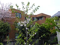 １１・庭の桜.jpg