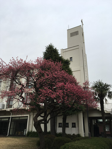 聖堂と梅の花