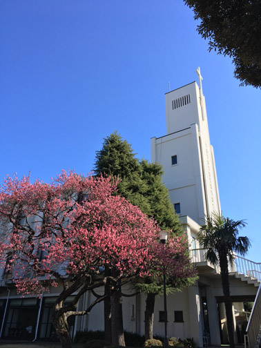 聖堂と梅の花